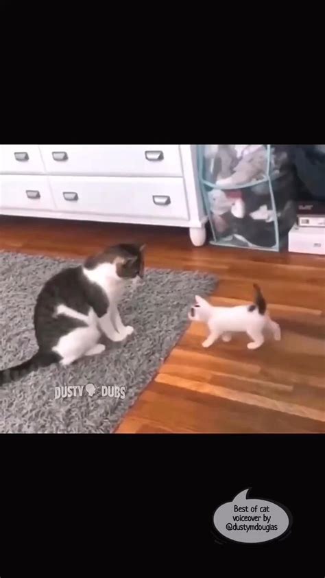 Compilation of funny Voiceover | Funny cats, Funny animal videos, Funny ...