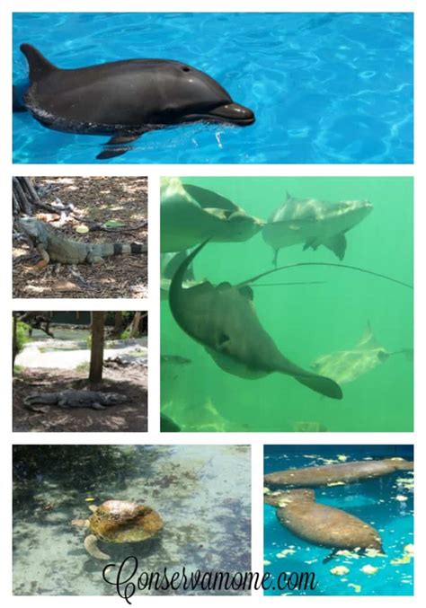 4 Reasons to Visit Miami Seaquarium - ConservaMom