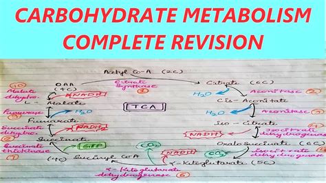 Carbohydrate Metabolism Complete Revision In Hour Biochemistry