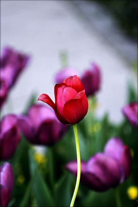 1920x1080px | free download | HD wallpaper: nature, tulip, plant ...