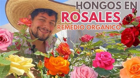 remedio orgánico para eliminar hongos en las rosas y rosales chuyito