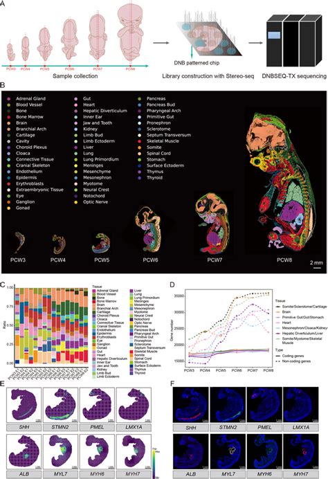 Spatiotemporal Transcriptomic Atlas Of Human Organogenesis Download