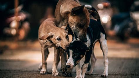 El Aumento De Abandono De Animales Tras La Pandemia Requiere Un Mayor