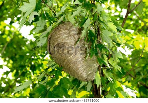 Flying Ants Nest Tree Outdoors Summer Stock Photo 83791000 | Shutterstock