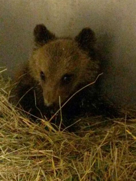 Cucciolo Di Orso Trovato Senza La Mamma La Forestale Lo Ricovera Al