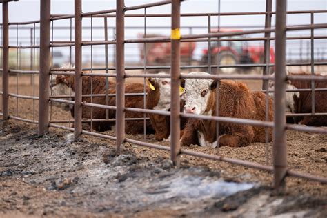 Cattle Surviving The Devastating Texas Panhandle Wildfires Need Immediate Care High Plains Journal