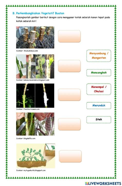 Lk Perkembangbiakan Tumbuhan Vegetatif Worksheet Live Worksheets