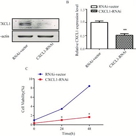 The Effect Of Cxcl On Proliferation Of C Cells A Western Blot