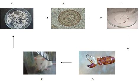 Figure 1 from Establishment of Hymenolepis diminuta Life Cycle to ...