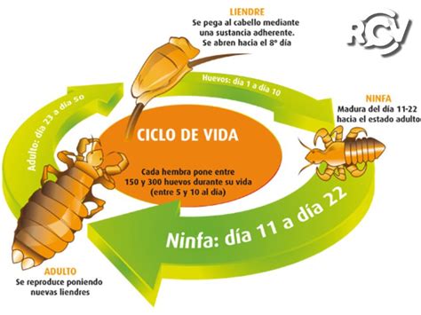 Tres Preguntas Sobre Los Piojos Que No Sabias