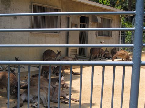 密林の王者トラは竹林もよく似合う・・・静岡県・浜松市動物園 くるももの散歩道はどこまでも