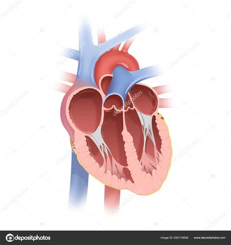 Anatomy Human Heart Stock Illustration by ©aldonagriskeviciene #654116656