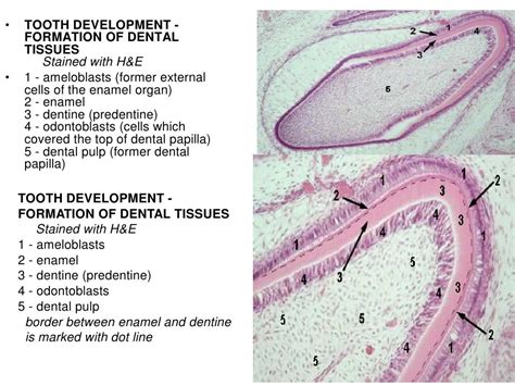 Histology Of The Oral Cavity