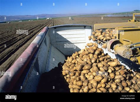 Idaho potato harvest Stock Photo - Alamy