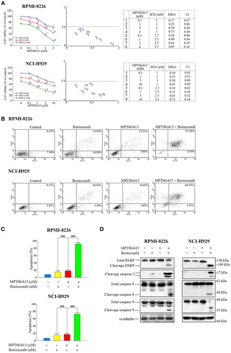 A Combination Of Mpt0g413 And Bortezomib Synergistically Inhibited