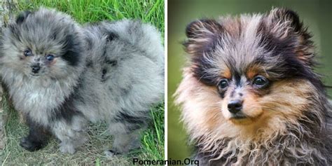 The Complete List of Pomeranian Colors: Photos and Full Details