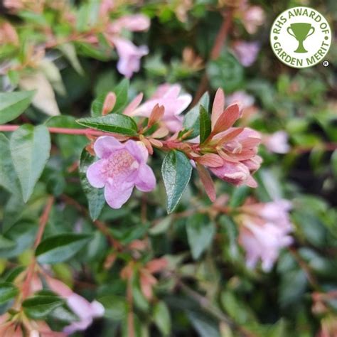 Abelia Edward Goucher Pink Flowering Shrub Ornamental Trees