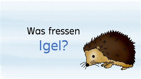 Was Fressen Igel Lernvideo Sachunterricht Grundschule Youtube