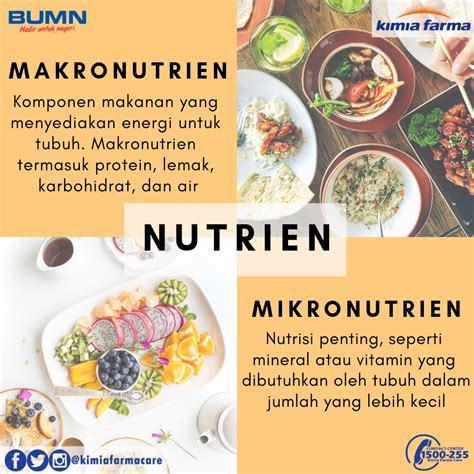 Apa Itu Makronutrien Dan Mikronutrien