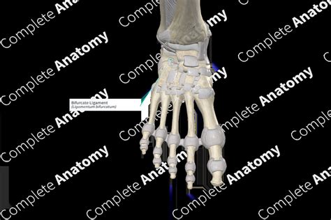 Bifurcate Ligament Complete Anatomy