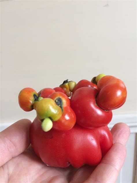 This tomato looks like Mickey Mouse in Chernobyl : r/WTF