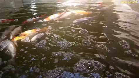 Koi Hasil Panen Dari Kolam Pembesaran Tambak Udang Ikan Di Daerah