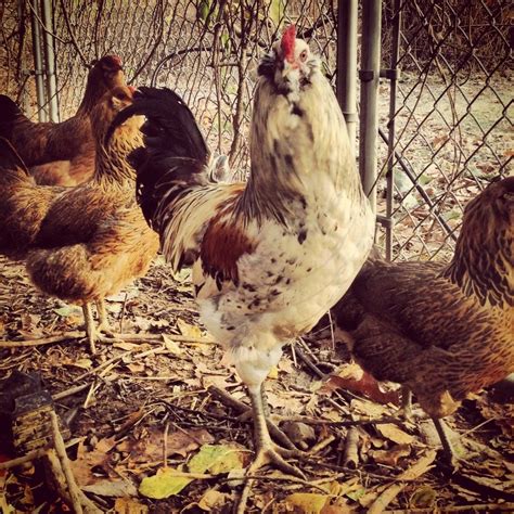 What Breed And Sex Are These Three 1 Month Old Chicks BackYard