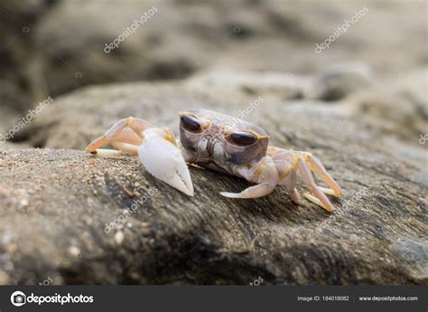 Small Crab With Huge Eyes On A Stone Near A Sea Stock Photo