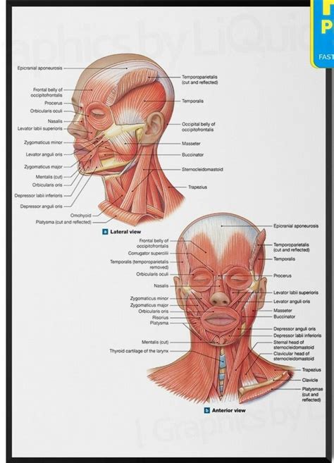 FACE Anatomy Facial Fatpad MUSCLE 4 Poster Halloween 2022 - Etsy Hong Kong