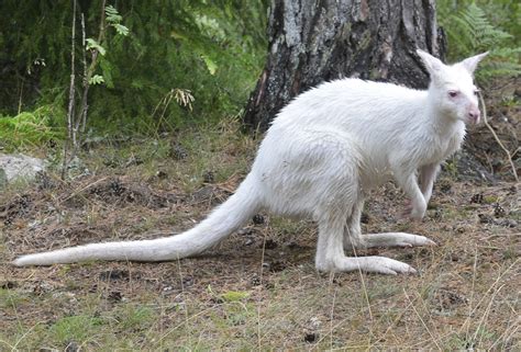 Albino Kangaroo