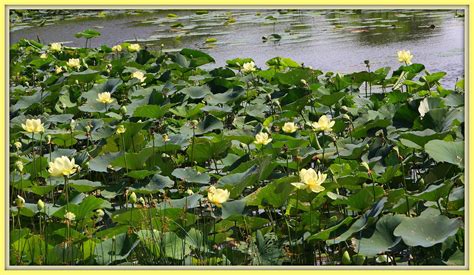 Walk With Father Nature American Lotus