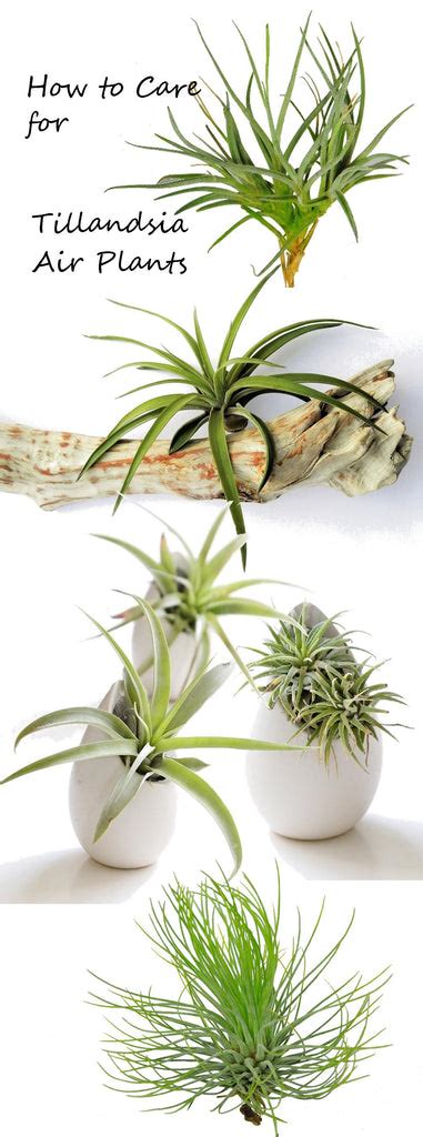 Tillandsia How To Care For Air Plants Easy To Grow Bulbs