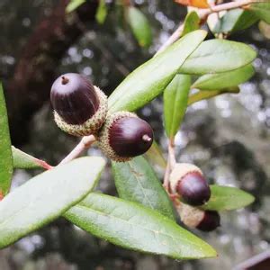 How to Prune Live oak