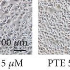 Effects Of Pte On The Sh Sy Y And Bv Coculture Systems The Bv