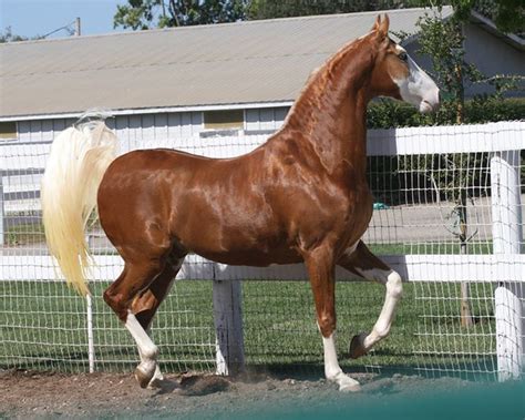 The American Saddlebred Horse Crazy Horse Love Arte Equina American