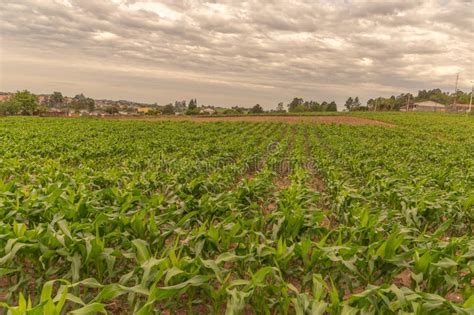 Corn Farming in the City Margins 02 Stock Image - Image of power, corn: 161632041