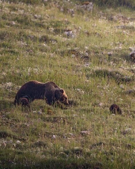 I Cuccioli Dell Orsa Amarena Si Sono Separati Dopo Quattro Giorni