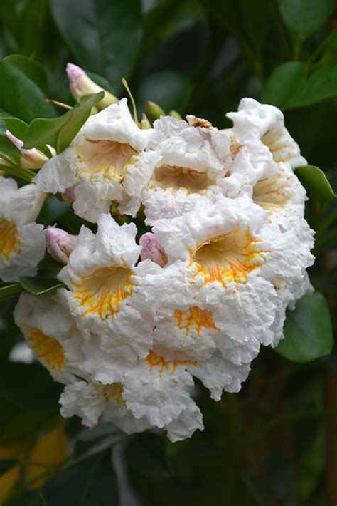 Dwarf Tree Jasmine (Radermachera kunming) in Orange County, CA California CA at Roger's Gardens