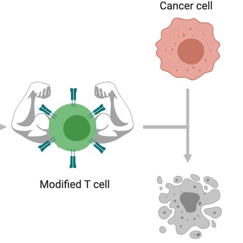 Flow-cytometry-based in vitro assay for assessing T-cell-mediated ...