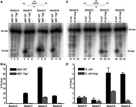 Dna Repair Activities Towards 8oxoa Containing Duplex Oligonucleotides