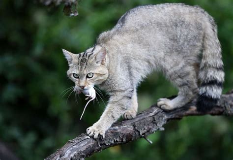 Grüne Korridore Wildkatze erobert sich Thüringen zurück Bayern