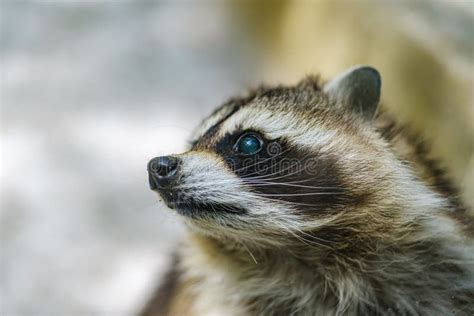 Raccoon face close-up stock photo. Image of mammals, animals - 2989622