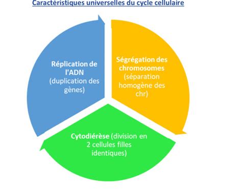 Cycle Cellulaire 1 Cartes Quizlet