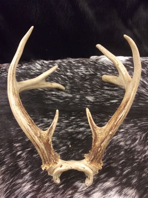 8 Point Deer Antlers - Etsy | Deer antlers, Antlers, Deer