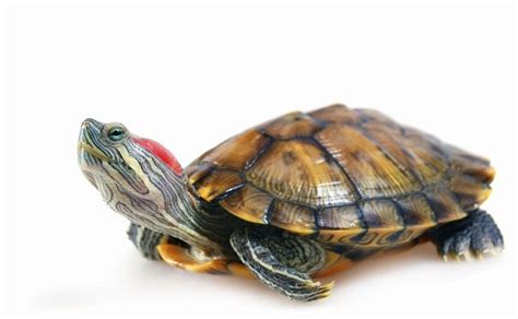 Red-Eared Slider Turtle Facts, Habitat, Diet, Pet Care, Pictures