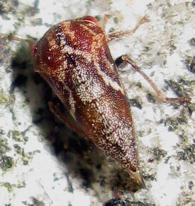 Treehopper 7 Ophiderma Pubescens BugGuide Net