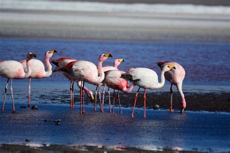 James Flamingos at Laguna Colorada. Eduardo Avaroa Andean Fauna ...