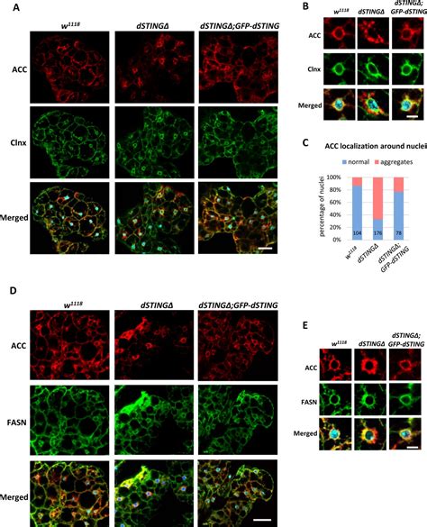 Drosophila Sting Protein Has A Role In Lipid Metabolism Elife