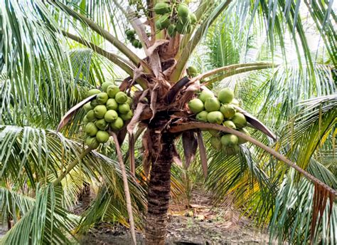 Perímetro Irrigado de São Gonçalo na Paraíba produz mais de 1 milhão