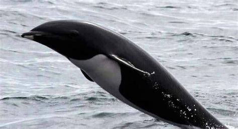 Northern Right Whale Dolphin 2 By Juany67 On Deviantart